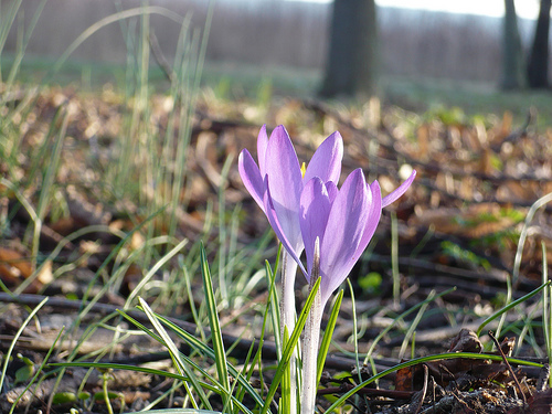 Krokus im Februar 2008